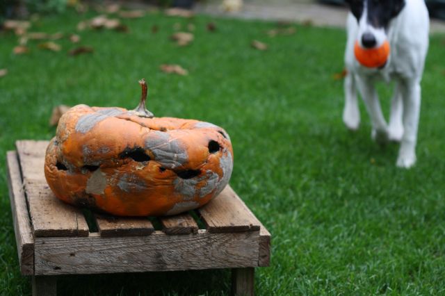 het einde van de pompoen