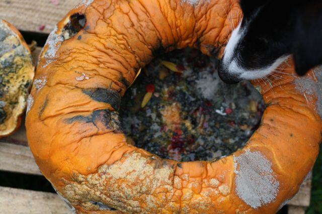 sonja snuffelt in de verrotte pompoen