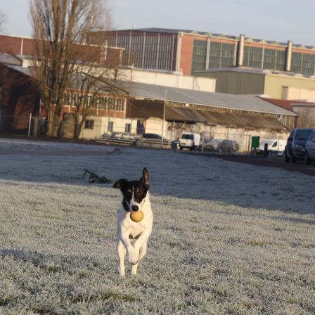 Sunny met haar balletje