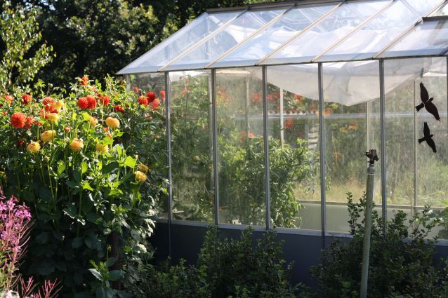 dahlia's naast de kas