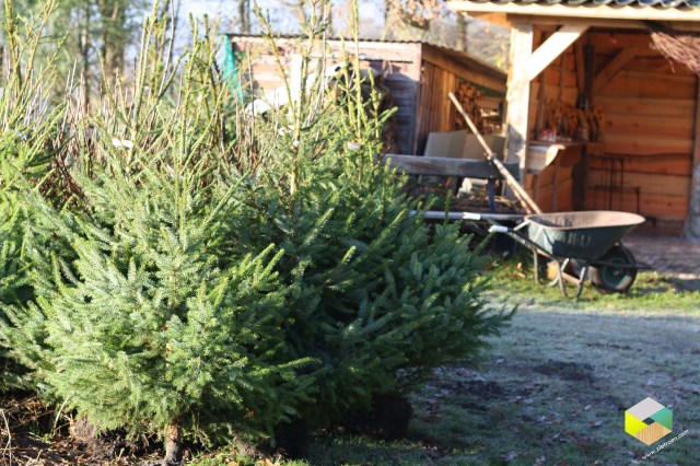 kerstbomen