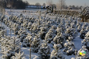 kerstbomenminicampingdebulte