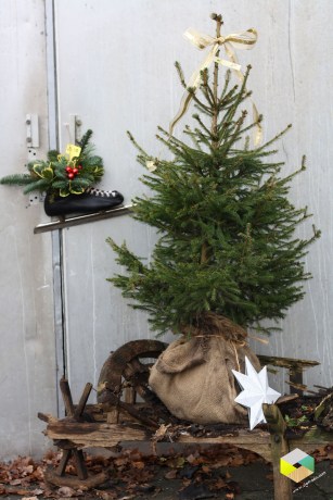 kerstboom op oude kruiwagen