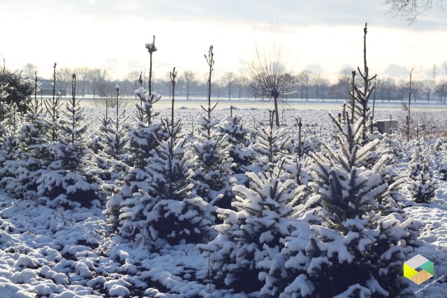 kerstbomen in de sneeuw
