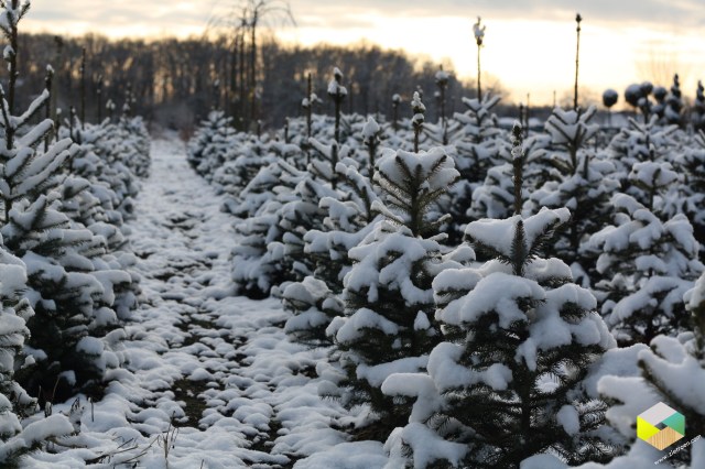 kerstboompjes in de sneeuw