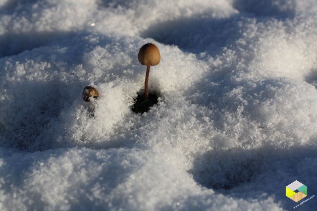paddestoel in de sneeuw