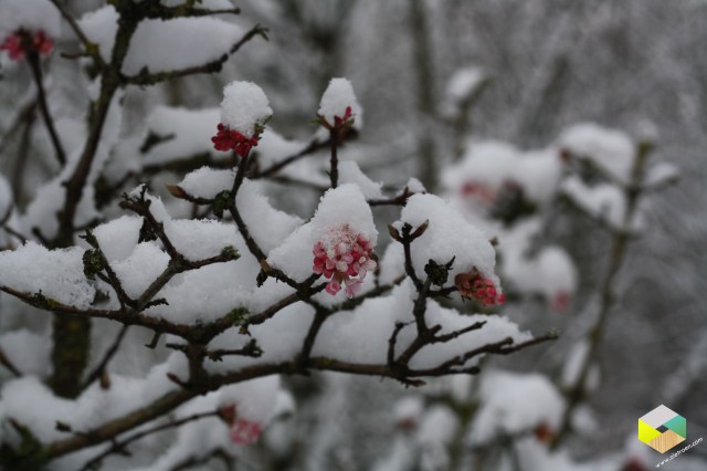 Viburnum in de sneeuw