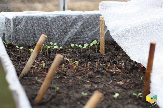 spitskool en bietjes