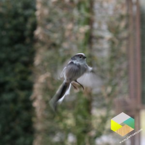 staartmees tikt tegen het raam