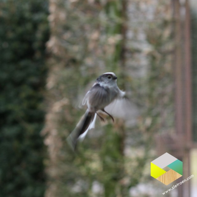 staartmees tikt tegen het raam