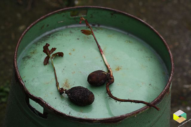 kleine eikenboompjes