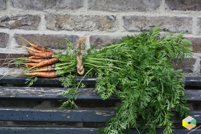 eerste worteltjes uit de moestuin