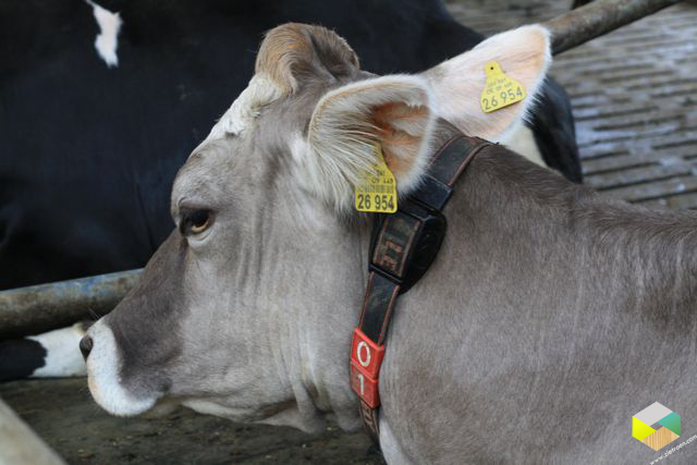 kapste koe, en ze weet het...