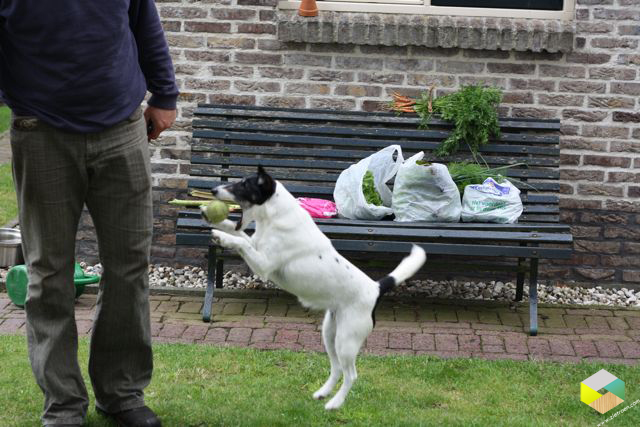 moestuingroenten liggen op het bankje klaar om mee naar huis te nemen