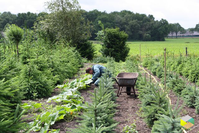 op de knieen en onkruid trekken