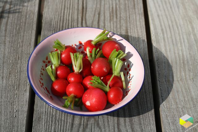 radijsjes uit de moestuin