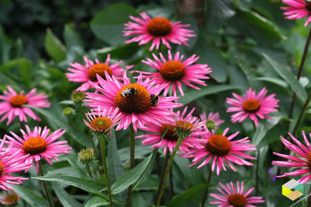 echinacea