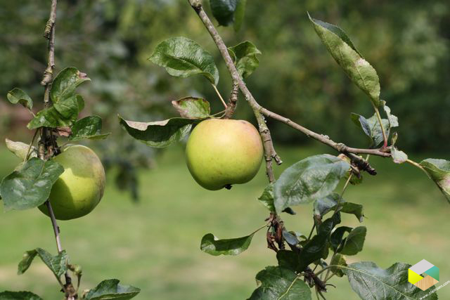 appels aan de boom