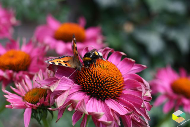 echinacea vlinder bij