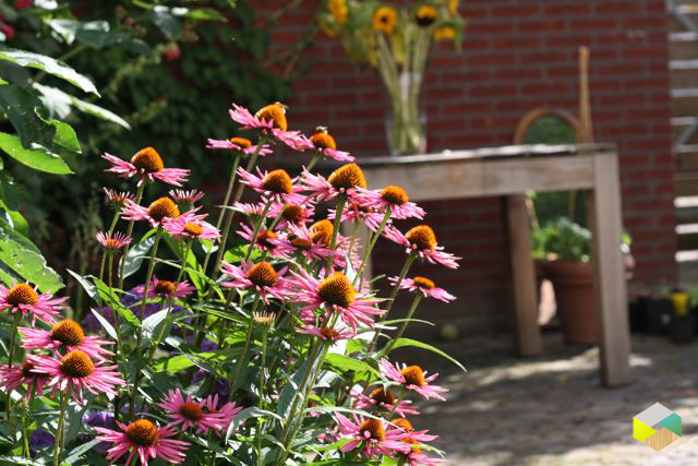 echinacea