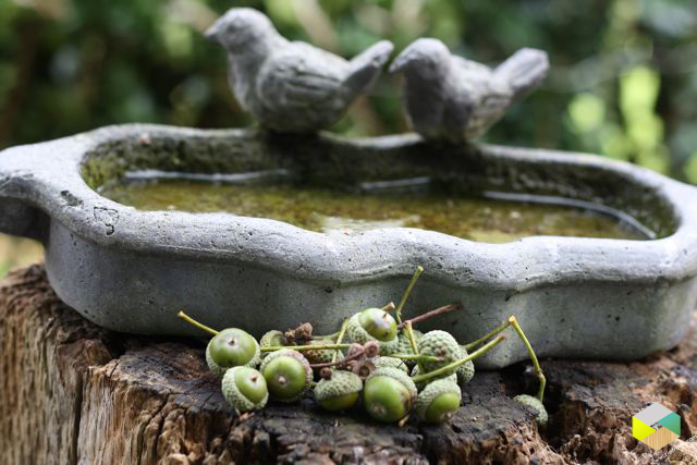 eikels bij vogelbadje