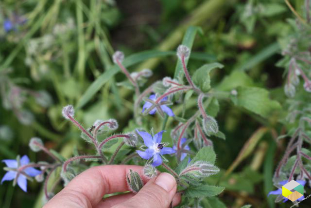 komkommerkruid bloem