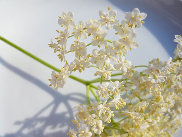 elderflowers