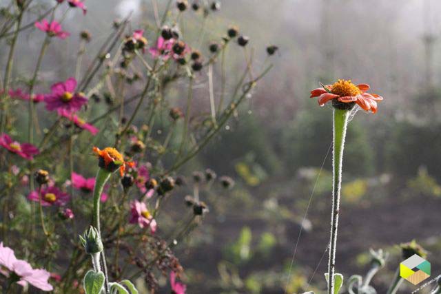 fuchsia cosmos en oranje…uhhh